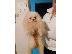 PoulaTo: Pomeranian καθαροαιμα 6979314054 ΡΟΔΟΣ